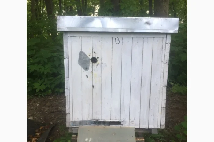 Продам пасіку- фото № 8