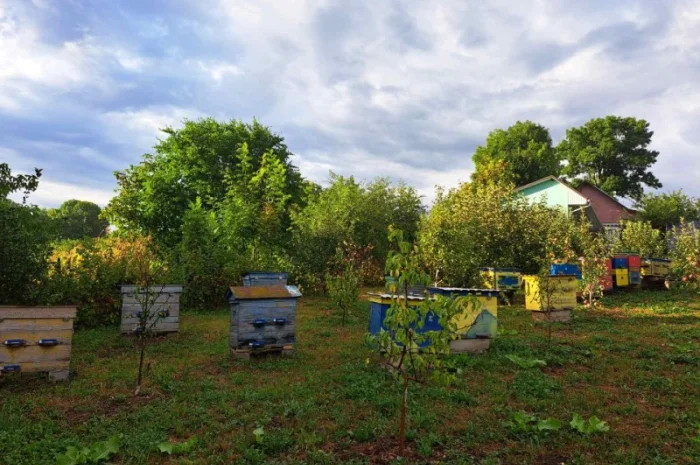 Продам вулики із бжолами- фото № 1