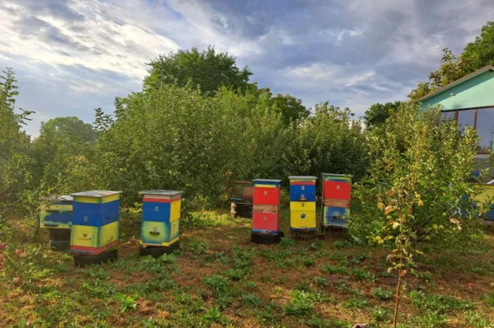 Продам вулики із бжолами- фото № 2