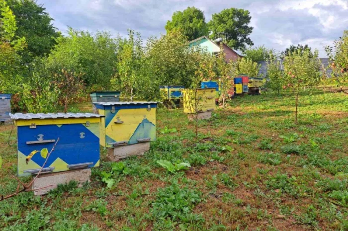 Продам вулики із бжолами- фото № 3