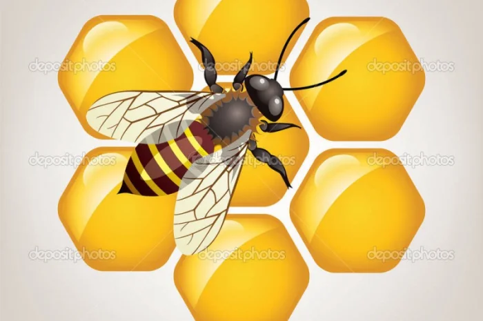 Купуємо чистий мед по всій Україні- фото № 2