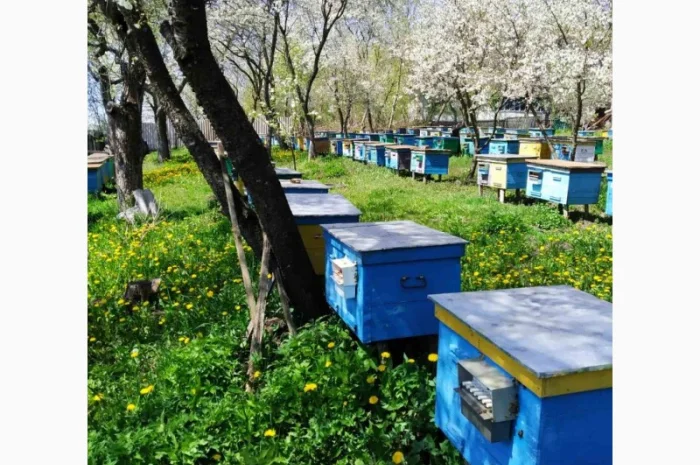 Продается натуральный забрусный воск- фото № 5