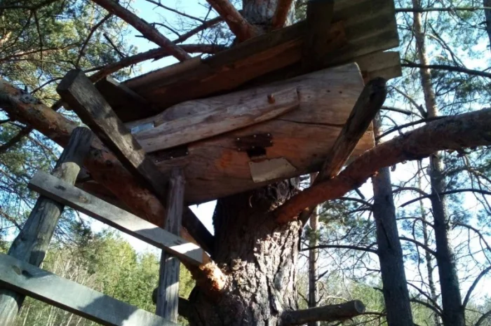 Мед диких бджіл (колодочний, бортьовий)- фото № 3