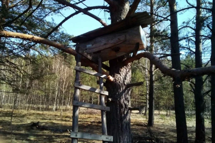 Мед диких бджіл (колодочний, бортьовий)- фото № 4