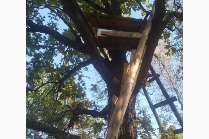 Мед бортевий, дикий, з колод- фото № 1