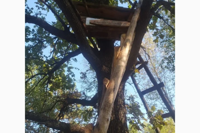 Мед бортевий, дикий, з колод- фото № 2