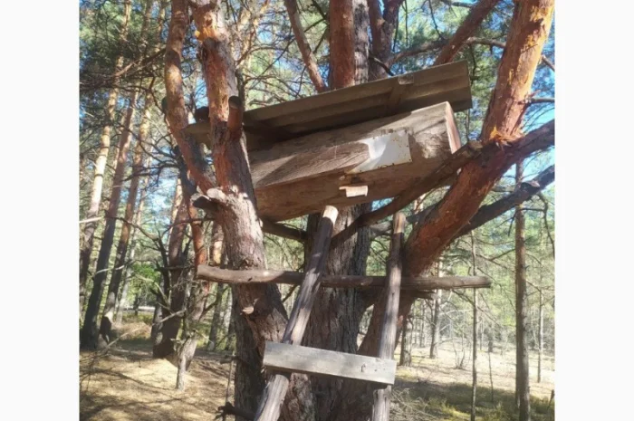 Мед бортевий, дикий, з колод- фото № 3