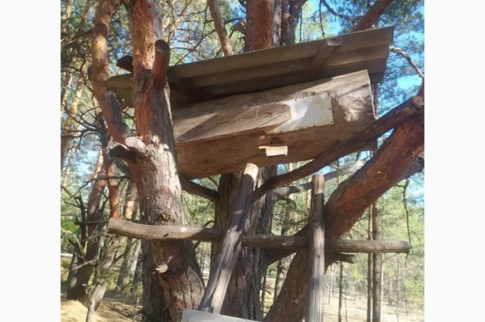 Мед бортевий, дикий, з колод- фото № 4