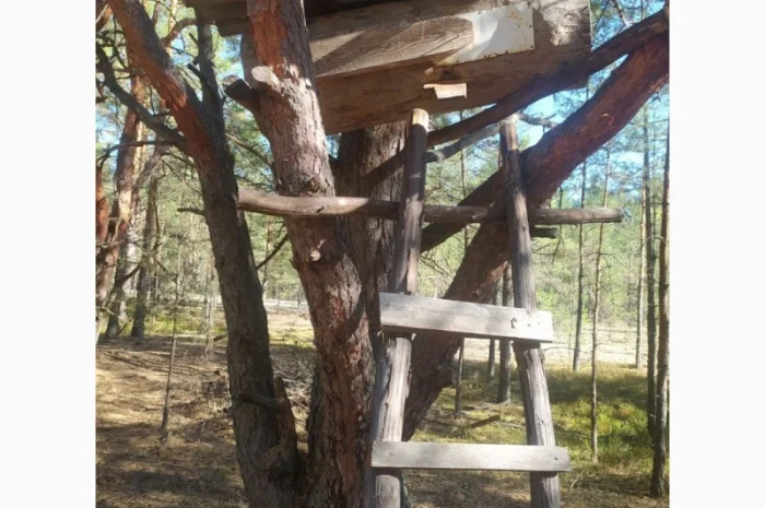 Мед бортевий, дикий, з колод- фото № 5