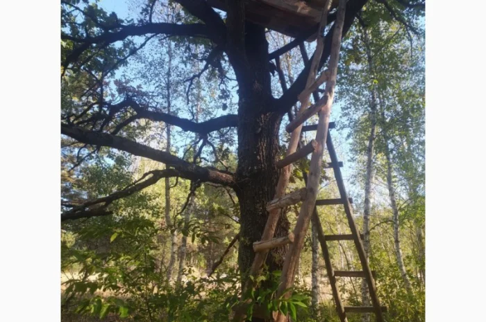 Мед бортевий, дикий, з колод- фото № 6