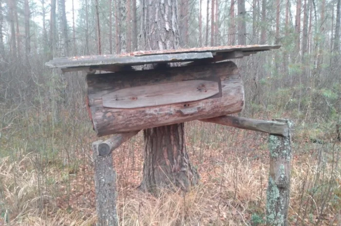 Мед диких бджіл – бортевий мед- фото № 1