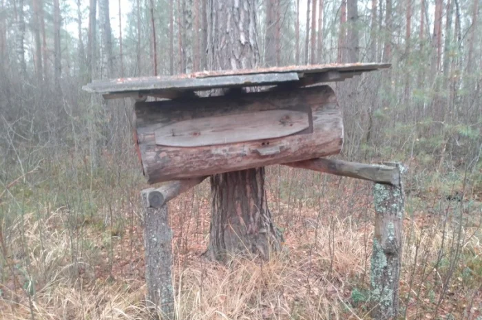 Мед диких бджіл – бортевий мед- фото № 2