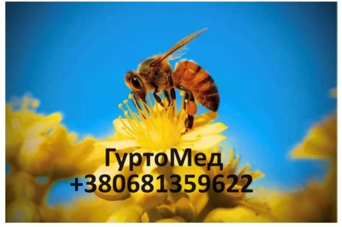 Постійно закуповуємо чистий мед- фото № 3