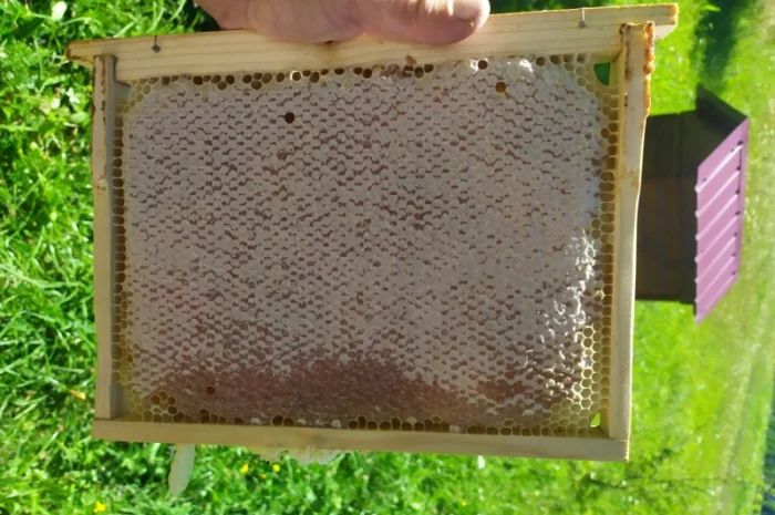 Мед лісовий та різнотрав’я- фото № 2