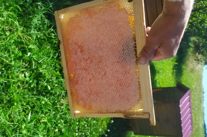 Мед лісовий та різнотрав’я- фото № 3