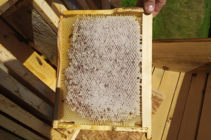 Мед лісовий та різнотрав’я- фото № 4