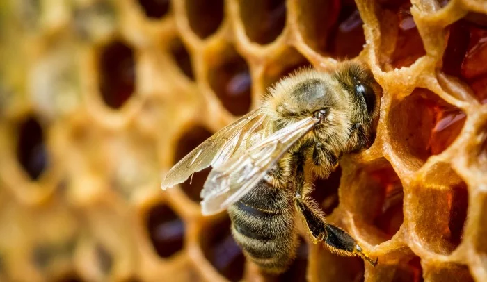 Круглогодичная закупка меда оптом у населения- фото № 1