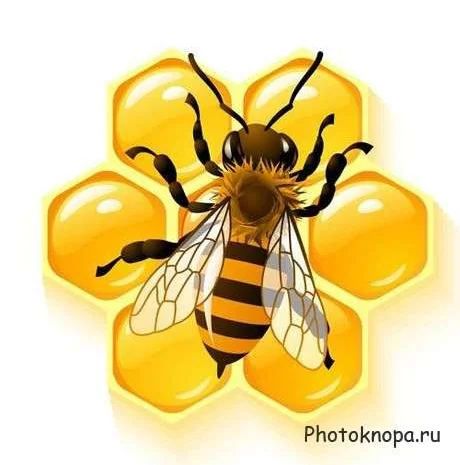 Закупаем мед оптом в Днепропетровской области- фото № 1