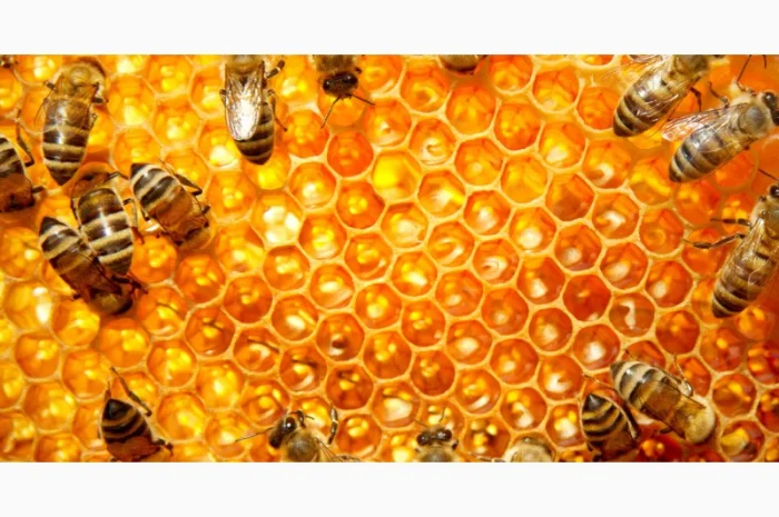 Продам натуральний мед із лісової пасіки, медові соти з рамкою, пилок, бджолине молочко- фото № 3