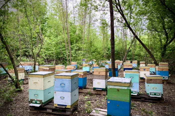 Продам натуральний мед із лісової пасіки, медові соти з рамкою, пилок, бджолине молочко- фото № 4