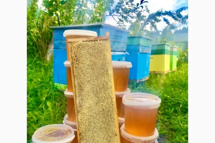 Продам натуральний мед із лісової пасіки, медові соти з рамкою, пилок, бджолине молочко- фото № 5