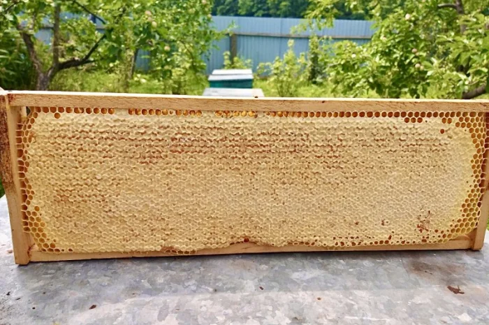 Продам натуральний мед із лісової пасіки, медові соти з рамкою, пилок, бджолине молочко- фото № 6