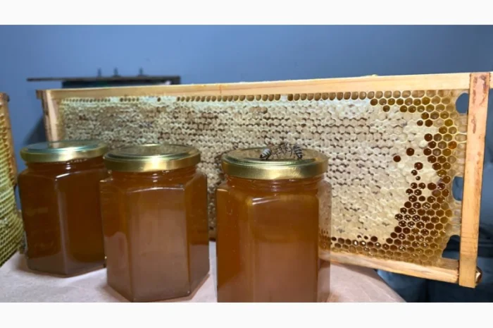 Продам натуральний мед із лісової пасіки, медові соти з рамкою, пилок, бджолине молочко- фото № 8