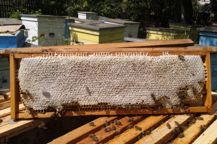 Продается стільниковий мед в рамках- фото № 1