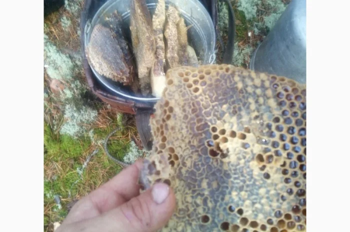 Бортевой мед диких пчел- фото № 6