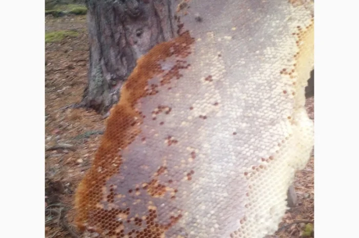 Бортевой мед диких пчел- фото № 7