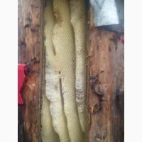 Бортевой мед диких пчел- фото № 10