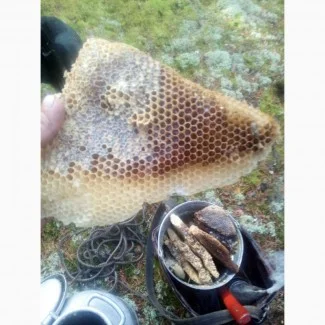 Бортевой мед диких пчел- фото № 11