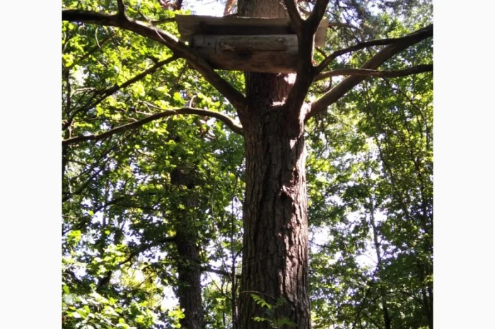 Бортевой мед диких пчел- фото № 13