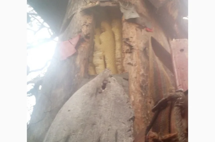 Бортевой мед диких пчел- фото № 1