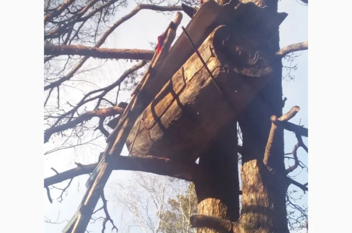 Бортевой мед диких пчел- фото № 2