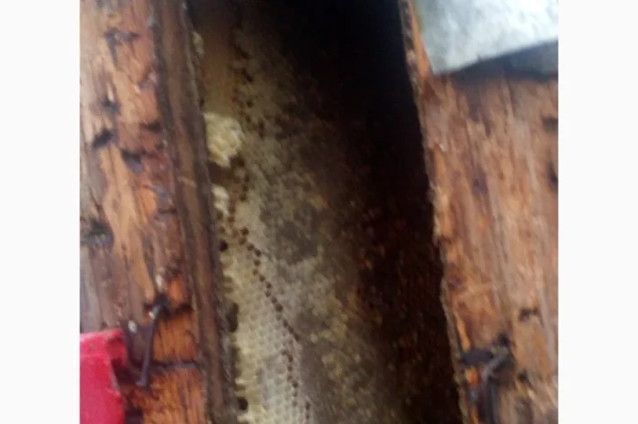 Бортевой мед диких пчел- фото № 3