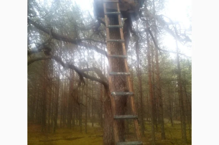 Бортевой мед диких пчел- фото № 4