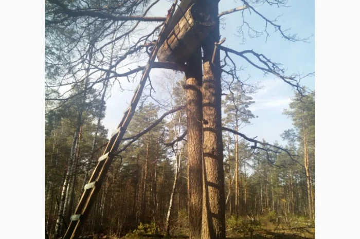 Бортевой мед диких пчел- фото № 5