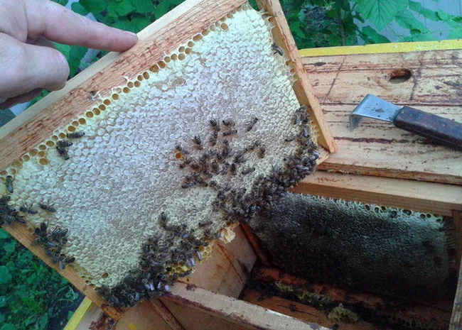 Продаю мед липовий- фото № 3