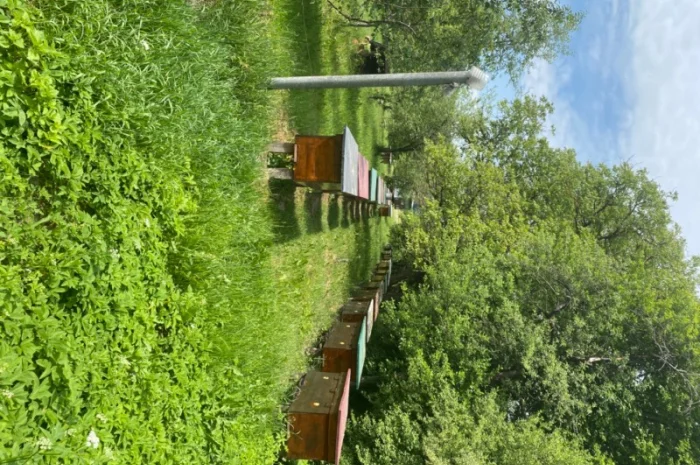 Пропонується екологічно чистий акацієвий мед- фото № 6