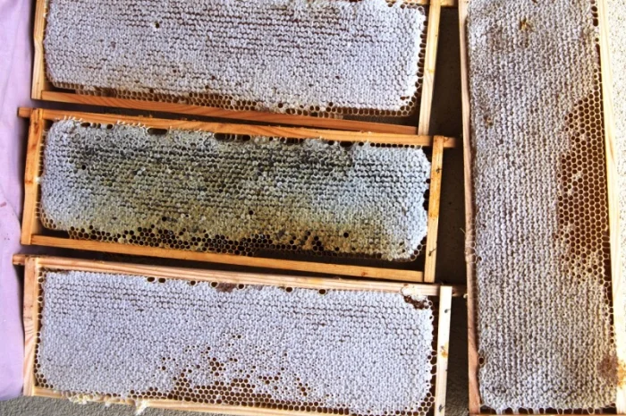 Мед в сотах 2025 года сбора- фото № 1