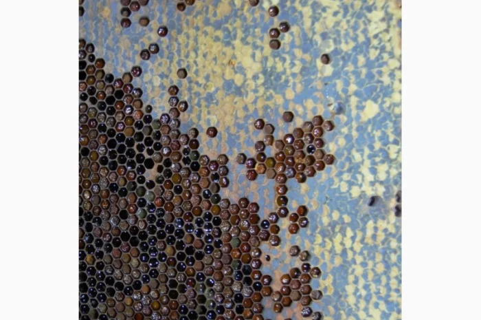 Мед в сотах 2025 года сбора- фото № 5