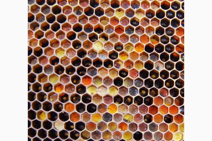 Мед в сотах 2025 года сбора- фото № 7