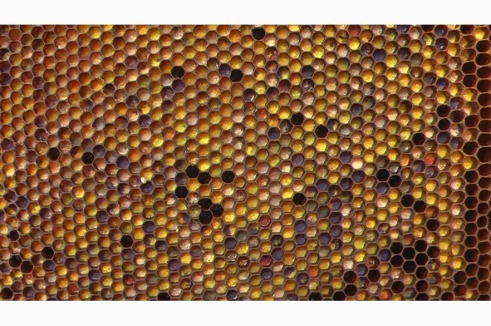 Мед в сотах 2025 года сбора- фото № 6