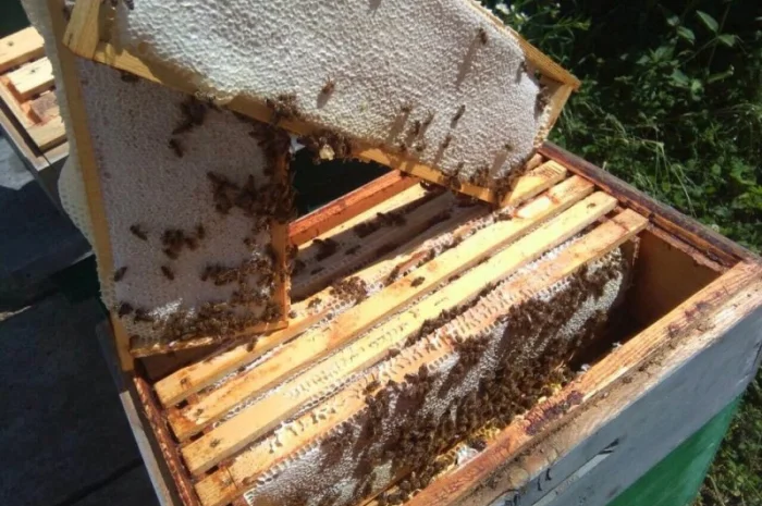 Мед карпатских гор- фото № 1