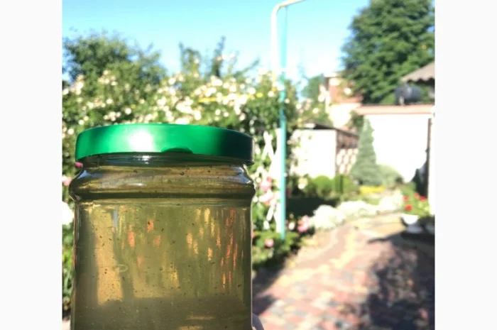 Мед акація 2024 року- фото № 1