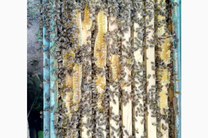 Продается мед разнотравья- фото № 3