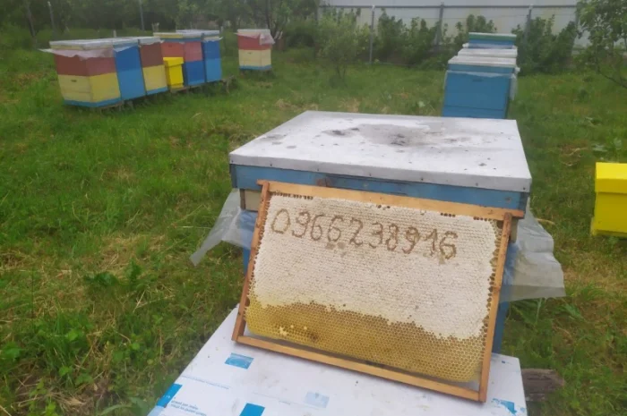 Мед травневый и с разнотравья- фото № 1