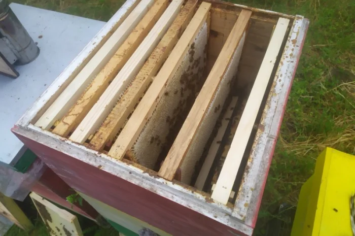 Мед травневый и с разнотравья- фото № 2