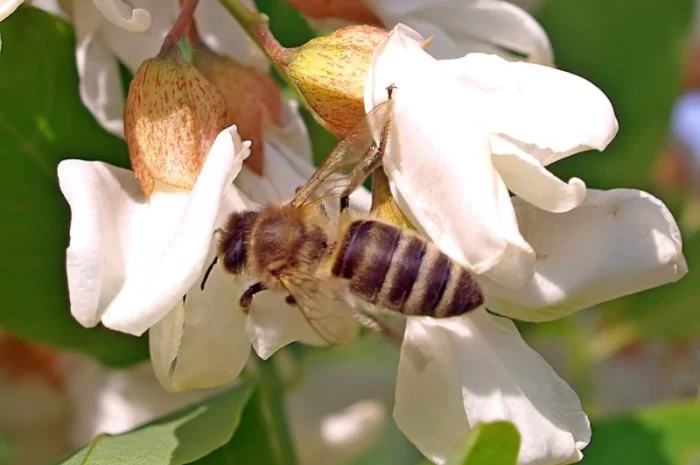 Продам мед з власної пасіки АКАЦІЯ БІЛА (ПАДЕВИЙ) 2023 РІК- фото № 1
